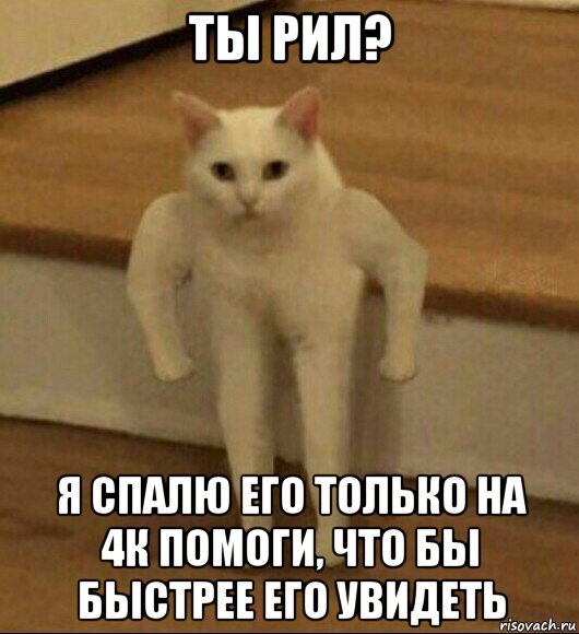 ты рил? я спалю его только на 4к помоги, что бы быстрее его увидеть, Мем  Полукот