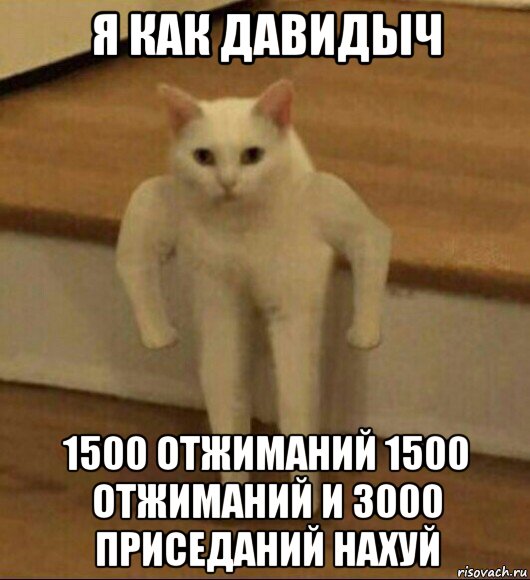 я как давидыч 1500 отжиманий 1500 отжиманий и 3000 приседаний нахуй, Мем  Полукот