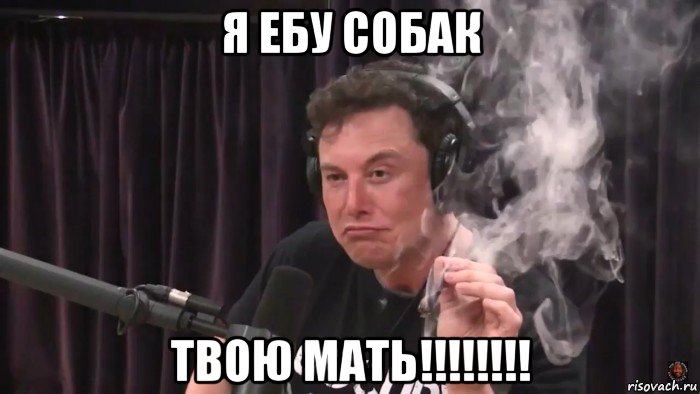 я ебу собак твою мать!!!!!!!!, Мем Илон Маск