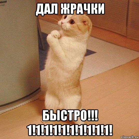 дал жрачки быстро!!! 1!1!1!1!1!1!1!1!1!1!, Мем  котэ молится