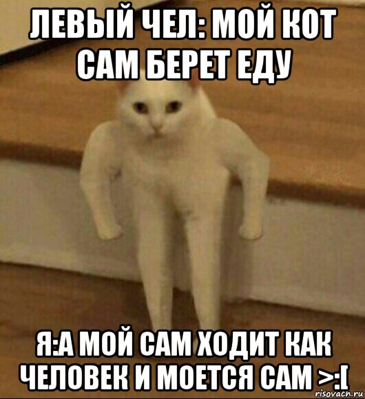 левый чел: мой кот сам берет еду я:а мой сам ходит как человек и моется сам >:[, Мем  Полукот
