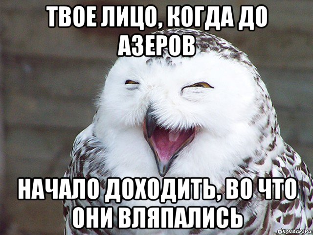 твое лицо, когда до азеров начало доходить, во что они вляпались, Мем  Сова смеется