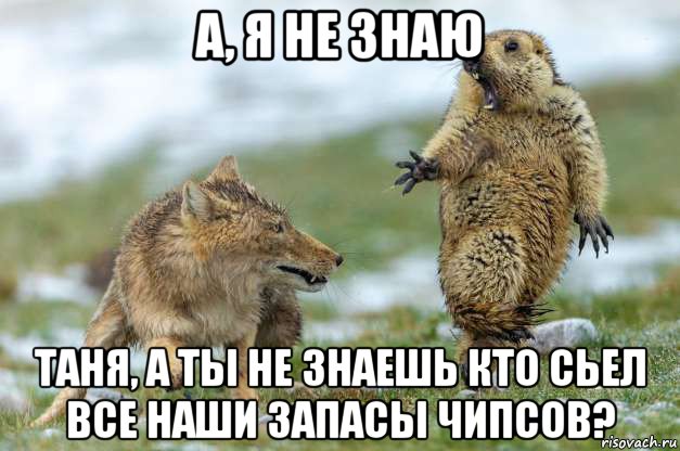 а, я не знаю таня, а ты не знаешь кто сьел все наши запасы чипсов?, Мем Волк и суслик