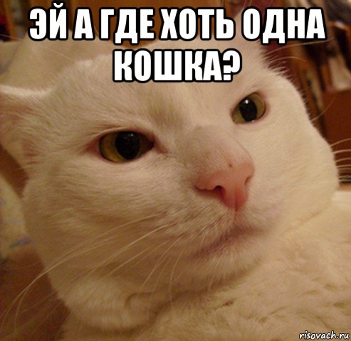 эй а где хоть одна кошка? , Мем Дерзкий котэ