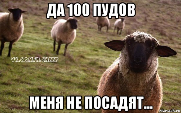 да 100 пудов меня не посадят..., Мем  Наивная Овца