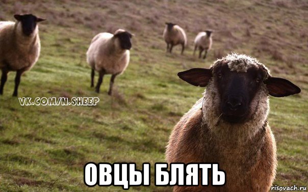  овцы блять, Мем  Наивная Овца