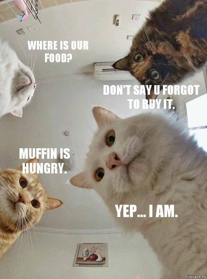 Where is our food? Don't say u forgot to buy it. Muffin is hungry. Yep... I am., Комикс  Наташа мы все уронили