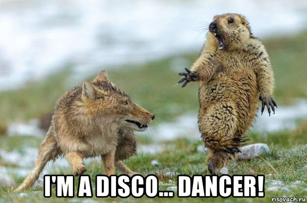  i'm a disco... dancer!, Мем Волк и суслик