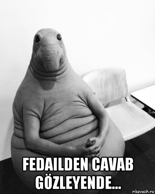  fedailden cavab gözleyende..., Мем  Ждун