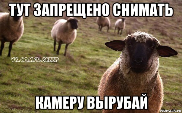 тут запрещено снимать камеру вырубай, Мем  Наивная Овца