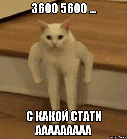 3600 5600 ... с какой стати ааааааааа, Мем  Полукот