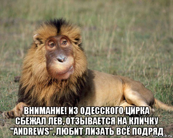 Плохой лев. Лев дебил. Внимание внимание из цирка сбежал Лев. Лев дебил вонючий. Сбежал из цирка Мем.