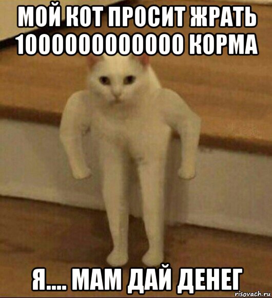 мой кот просит жрать 1000000000000 корма я.... мам дай денег, Мем  Полукот