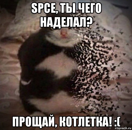 spce, ты чего наделал? прощай, котлетка! :(