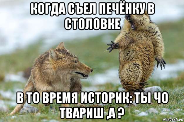 когда съел печёнку в столовке в то время историк: ты чо твариш ,а ?, Мем Волк и суслик