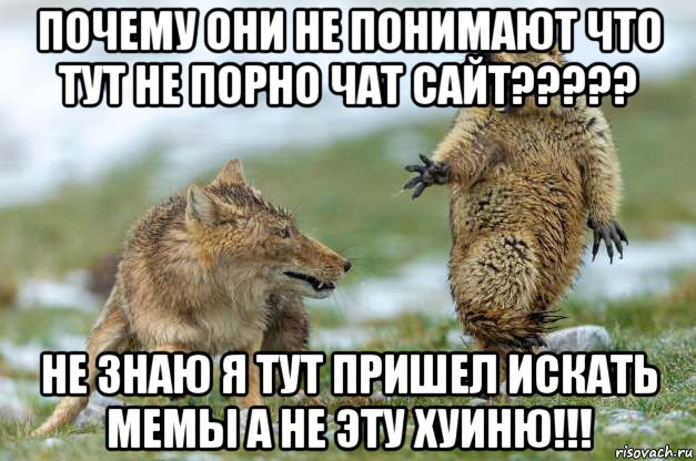 почему они не понимают что тут не порно чат сайт????? не знаю я тут пришел искать мемы а не эту хуиню!!!, Мем Волк и суслик