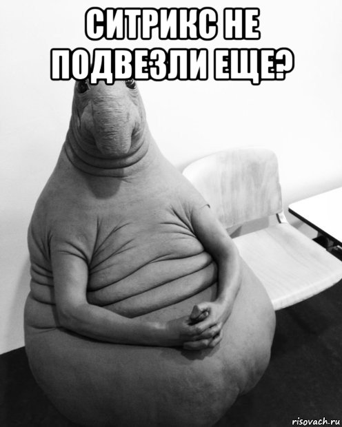 ситрикс не подвезли еще? , Мем  Ждун