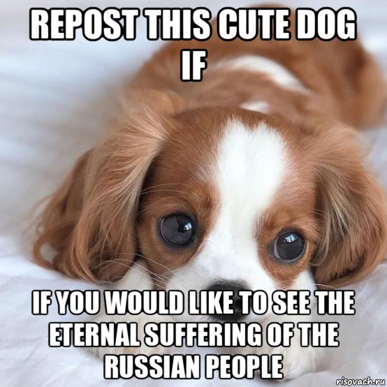 repost this cute dog if if you would like to see the eternal suffering of the russian people, Мем Hdh