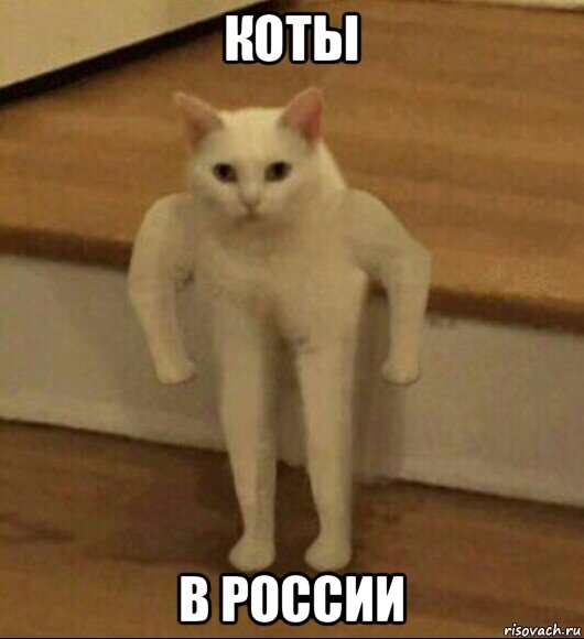 коты в россии, Мем  Полукот